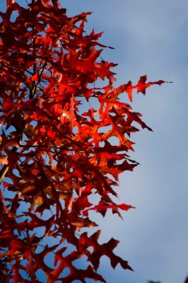 Quercus coccinea - dub šarlatový - list podzim